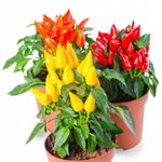 Casa si Gradina - Gradinarit si plante - Plante si ghivece - Plante in ghiveci - Capsicum Sombrero mix, H 30 cm - Infinity.ro