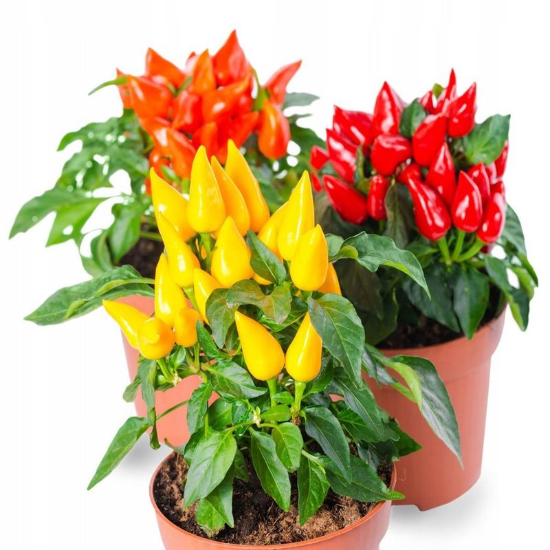 Casa si Gradina - Gradinarit si plante - Plante si ghivece - Plante in ghiveci - Capsicum Sombrero mix, H 30 cm - Infinity.ro