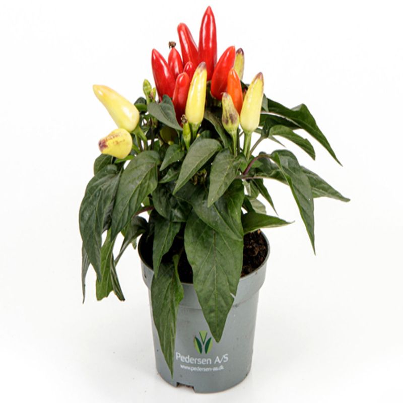 Casa si Gradina - Gradinarit si plante - Plante si ghivece - Plante in ghiveci - Capsicum Sombrero mix, H 30 cm - Infinity.ro