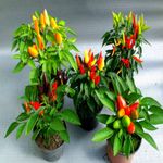 Casa si Gradina - Gradinarit si plante - Plante si ghivece - Plante in ghiveci - Capsicum Sombrero mix, H 30 cm - Infinity.ro