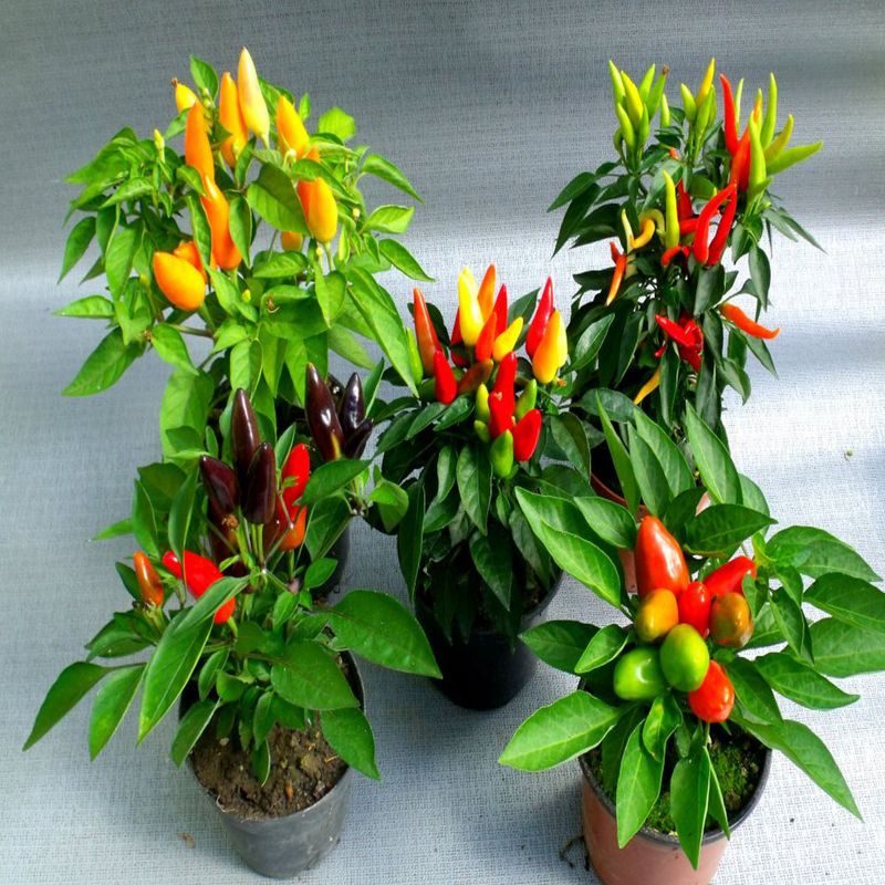 Casa si Gradina - Gradinarit si plante - Plante si ghivece - Plante in ghiveci - Capsicum Sombrero mix, H 30 cm - Infinity.ro