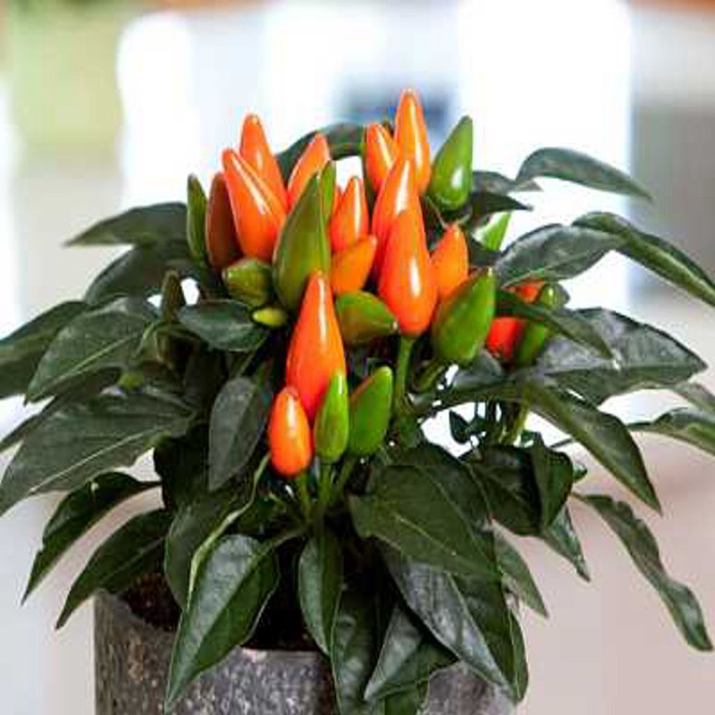 Casa si Gradina - Gradinarit si plante - Plante si ghivece - Plante in ghiveci - Capsicum Sombrero mix, H 30 cm - Infinity.ro