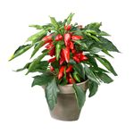 Casa si Gradina - Gradinarit si plante - Plante si ghivece - Plante in ghiveci - Capsicum Sombrero mix, H 30 cm - Infinity.ro