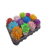 Casa si Gradina - Gradinarit si plante - Plante si ghivece - Plante in ghiveci - Echeveria Succulenta colorata, H 25 cm - Infinity.ro