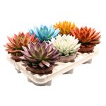 Casa si Gradina - Gradinarit si plante - Plante si ghivece - Plante in ghiveci - Echeveria Succulenta colorata, H 25 cm - Infinity.ro