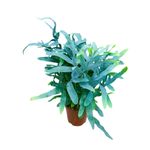 Casa si Gradina - Gradinarit si plante - Plante si ghivece - Plante in ghiveci - Phlebodium aureum blue star, planta naturala 50 cm - Infinity.ro