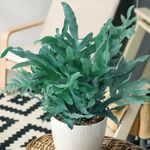 Casa si Gradina - Gradinarit si plante - Plante si ghivece - Plante in ghiveci - Phlebodium aureum blue star, planta naturala 50 cm - Infinity.ro