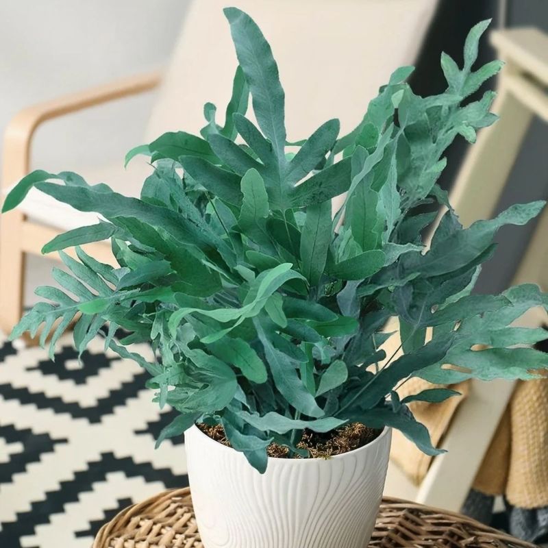 Casa si Gradina - Gradinarit si plante - Plante si ghivece - Plante in ghiveci - Phlebodium aureum blue star, planta naturala 50 cm - Infinity.ro