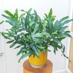 Casa si Gradina - Gradinarit si plante - Plante si ghivece - Plante in ghiveci - Phlebodium aureum blue star, planta naturala 50 cm - Infinity.ro