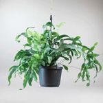 Casa si Gradina - Gradinarit si plante - Plante si ghivece - Plante in ghiveci - Phlebodium aureum blue star, planta naturala 50 cm - Infinity.ro