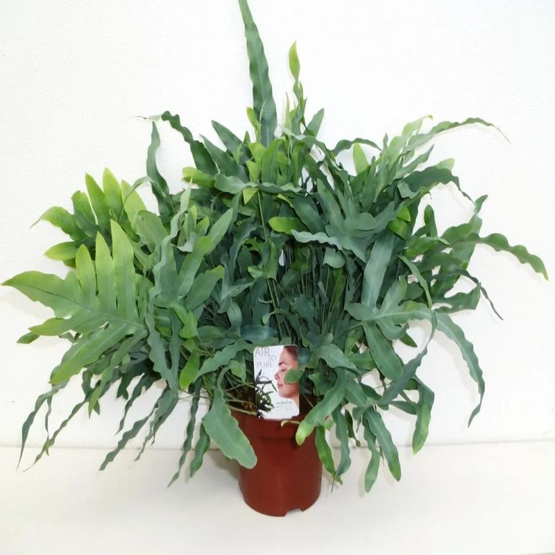 Casa si Gradina - Gradinarit si plante - Plante si ghivece - Plante in ghiveci - Phlebodium aureum blue star, planta naturala 50 cm - Infinity.ro