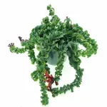 Casa si Gradina - Gradinarit si plante - Plante si ghivece - Plante in ghiveci - Planta naturala  Aeschynanthus Bluster, curgatoare 40 cm - Infinity.ro