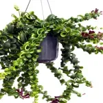 Casa si Gradina - Gradinarit si plante - Plante si ghivece - Plante in ghiveci - Planta naturala  Aeschynanthus Bluster, curgatoare 40 cm - Infinity.ro