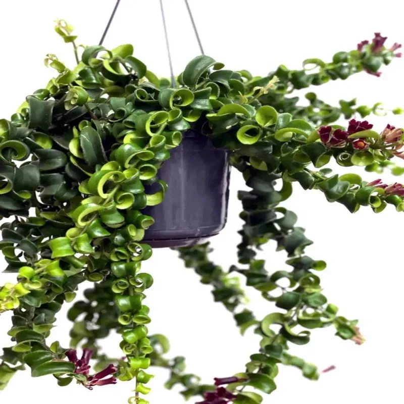 Casa si Gradina - Gradinarit si plante - Plante si ghivece - Plante in ghiveci - Planta naturala  Aeschynanthus Bluster, curgatoare 40 cm - Infinity.ro