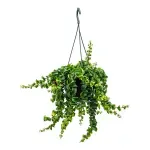 Casa si Gradina - Gradinarit si plante - Plante si ghivece - Plante in ghiveci - Planta naturala  Aeschynanthus Bluster, curgatoare 40 cm - Infinity.ro