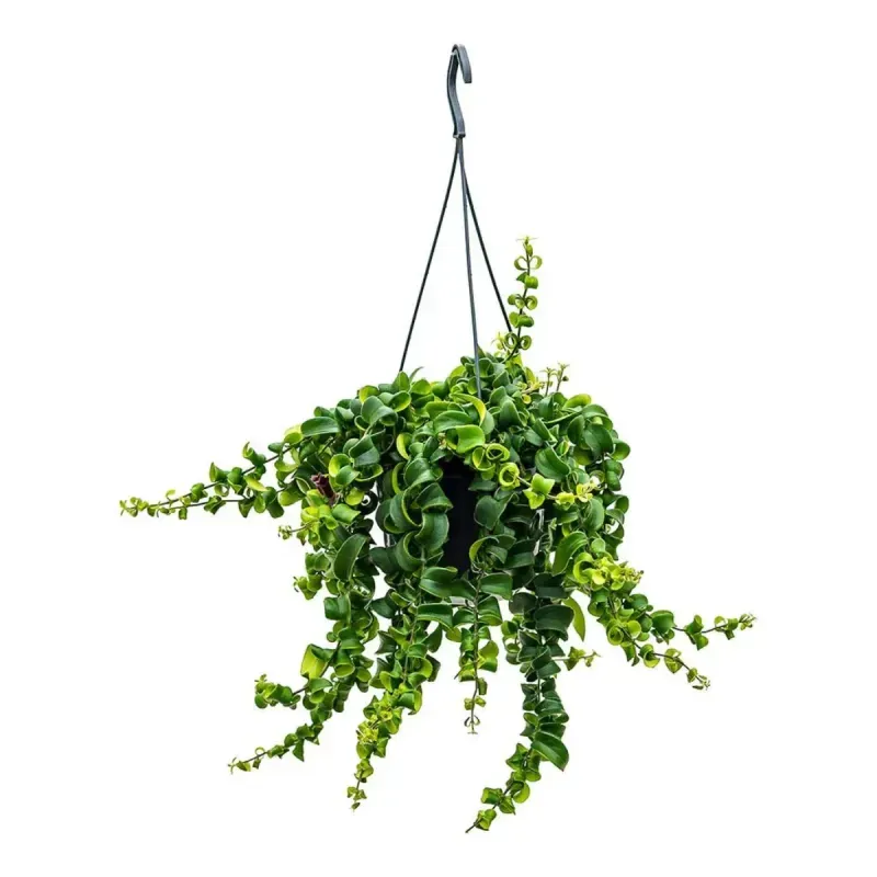 Casa si Gradina - Gradinarit si plante - Plante si ghivece - Plante in ghiveci - Planta naturala  Aeschynanthus Bluster, curgatoare 40 cm - Infinity.ro