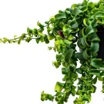 Casa si Gradina - Gradinarit si plante - Plante si ghivece - Plante in ghiveci - Planta naturala  Aeschynanthus Bluster, curgatoare 40 cm - Infinity.ro