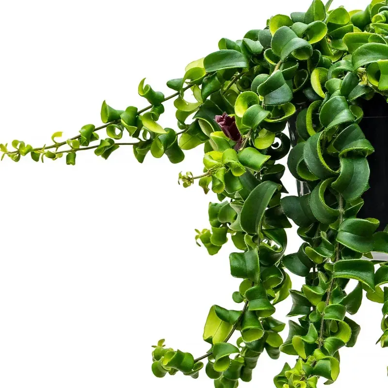 Casa si Gradina - Gradinarit si plante - Plante si ghivece - Plante in ghiveci - Planta naturala  Aeschynanthus Bluster, curgatoare 40 cm - Infinity.ro