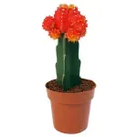 Casa si Gradina - Gradinarit si plante - Plante si ghivece - Plante in ghiveci - Cactus Gymnocalycium mix, H 15 cm - Infinity.ro