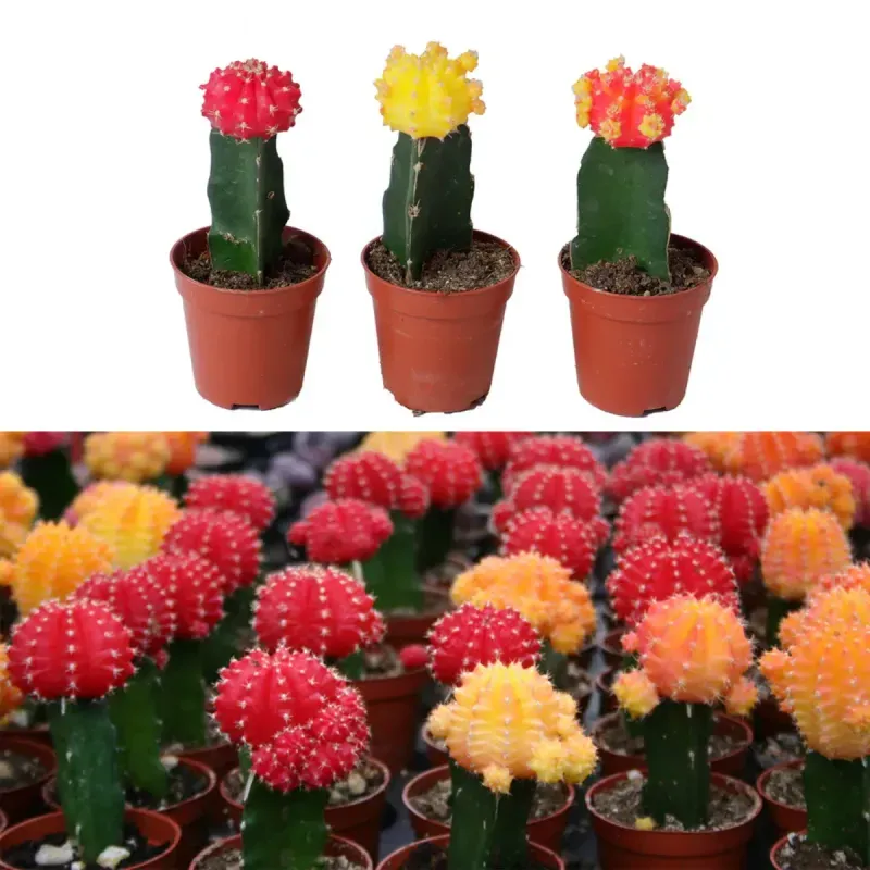 Casa si Gradina - Gradinarit si plante - Plante si ghivece - Plante in ghiveci - Cactus Gymnocalycium mix, H 15 cm - Infinity.ro