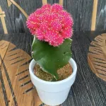 Casa si Gradina - Gradinarit si plante - Plante si ghivece - Plante in ghiveci - Cactus Gymnocalycium mix, H 15 cm - Infinity.ro
