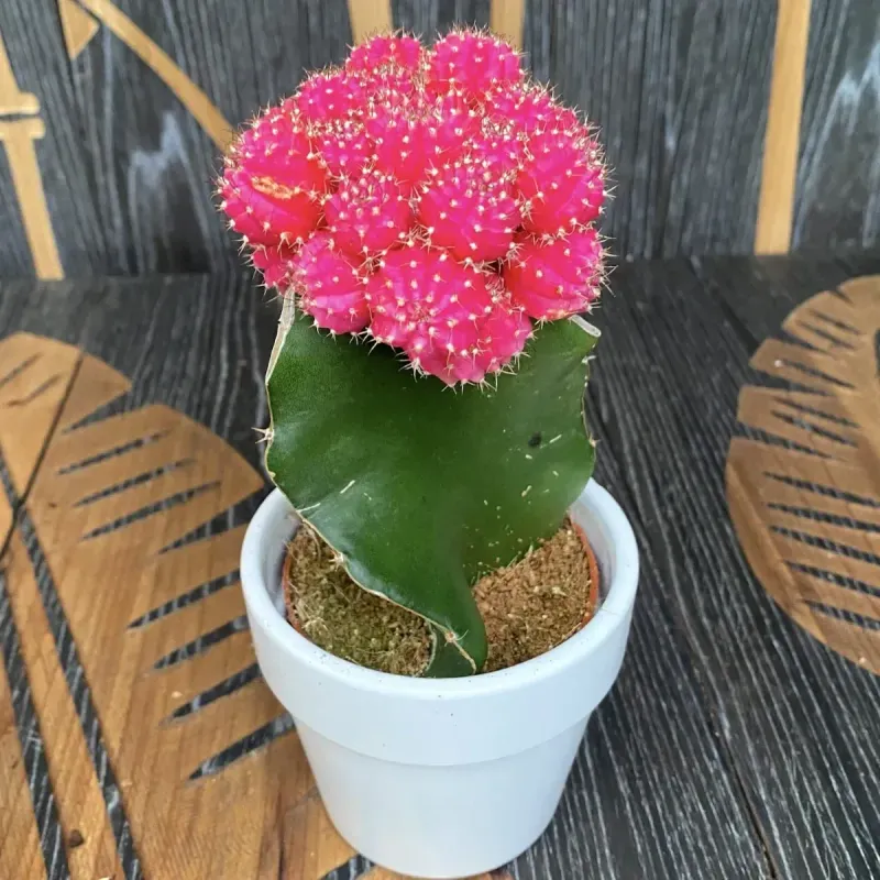 Casa si Gradina - Gradinarit si plante - Plante si ghivece - Plante in ghiveci - Cactus Gymnocalycium mix, H 15 cm - Infinity.ro