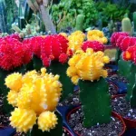 Casa si Gradina - Gradinarit si plante - Plante si ghivece - Plante in ghiveci - Cactus Gymnocalycium mix, H 15 cm - Infinity.ro