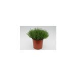 Casa si Gradina - Gradinarit si plante - Plante si ghivece - Plante in ghiveci - Planta la ghiveci, Cimbrisor, Cimbru, Ghiveci 12 cm - Infinity.ro