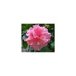 Casa si Gradina - Gradinarit si plante - Plante si ghivece - Plante in ghiveci - Hibiscus (Trandafir Chinezesc) – floare dubla, ghiveci 20 cm - Infinity.ro