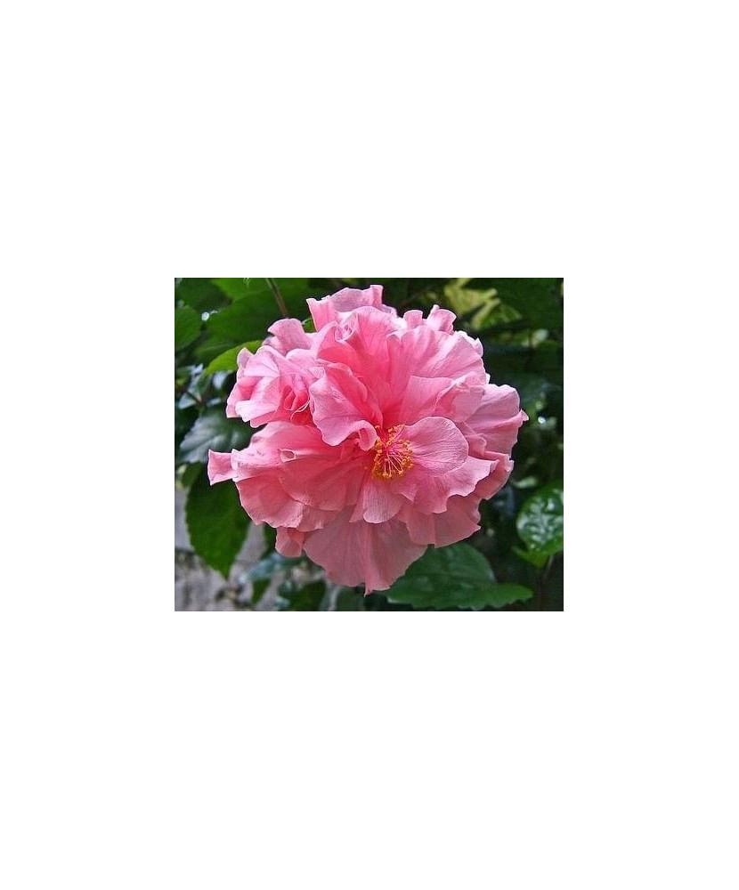 Hibiscus (Trandafir Chinezesc) – floare dubla, ghiveci 20 cm