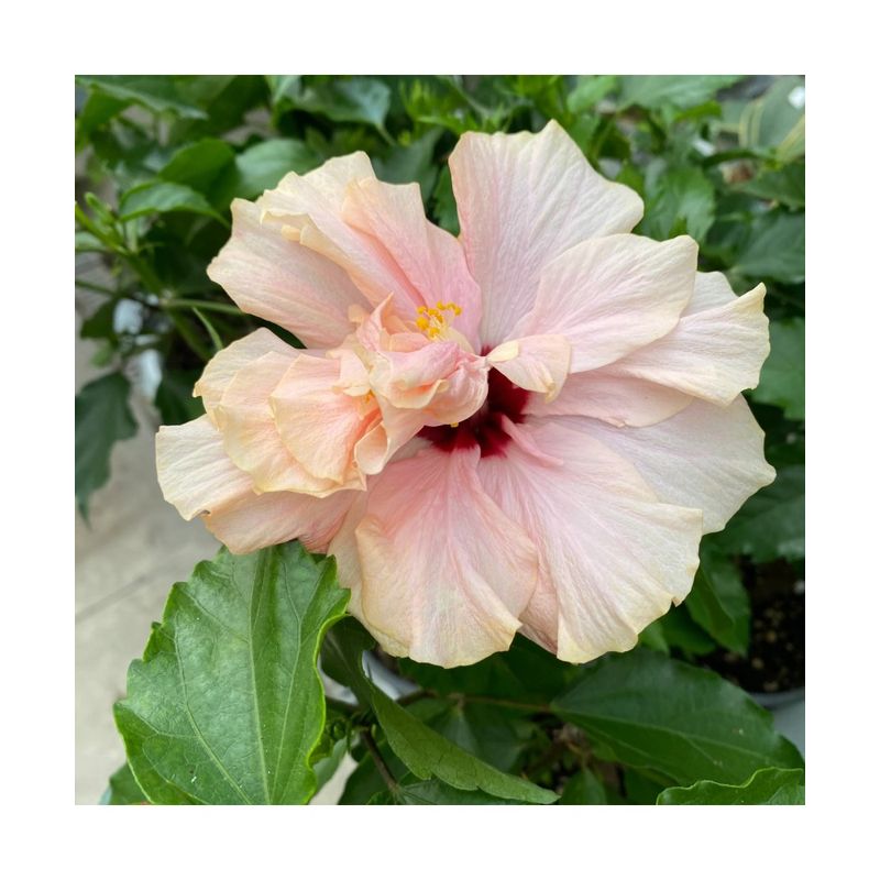 Casa si Gradina - Gradinarit si plante - Plante si ghivece - Plante in ghiveci - Hibiscus (Trandafir Chinezesc) – floare dubla, ghiveci 20 cm - Infinity.ro