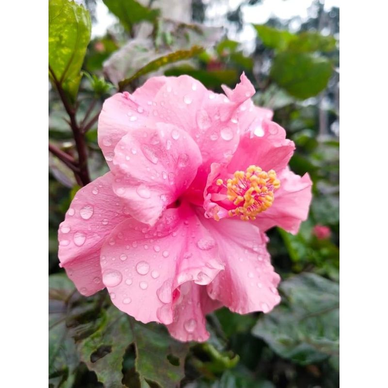Casa si Gradina - Gradinarit si plante - Plante si ghivece - Plante in ghiveci - Hibiscus (Trandafir Chinezesc) – floare dubla, ghiveci 20 cm - Infinity.ro