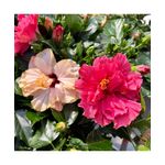 Casa si Gradina - Gradinarit si plante - Plante si ghivece - Plante in ghiveci - Hibiscus (Trandafir Chinezesc) – floare dubla, ghiveci 20 cm - Infinity.ro