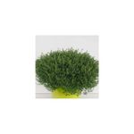 Casa si Gradina - Gradinarit si plante - Plante si ghivece - Plante in ghiveci - Planta la ghiveci, Cimbru pestrit, Cimbru lamaios, Ghiveci 10 cm - Infinity.ro