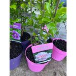 Casa si Gradina - Gradinarit si plante - Plante si ghivece - Plante in ghiveci - Hibiscus decorativ Syr. Lady Stanley, alb-roz, ghiveci C3/P19, inaltime 40-50 cm, 1 buc - Infinity.ro