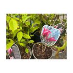 Casa si Gradina - Gradinarit si plante - Plante si ghivece - Pomi,arbusti si butasi - Magnolie decorativa Susan, ghiveci C3/P19, inaltime 50-60 cm - Infinity.ro