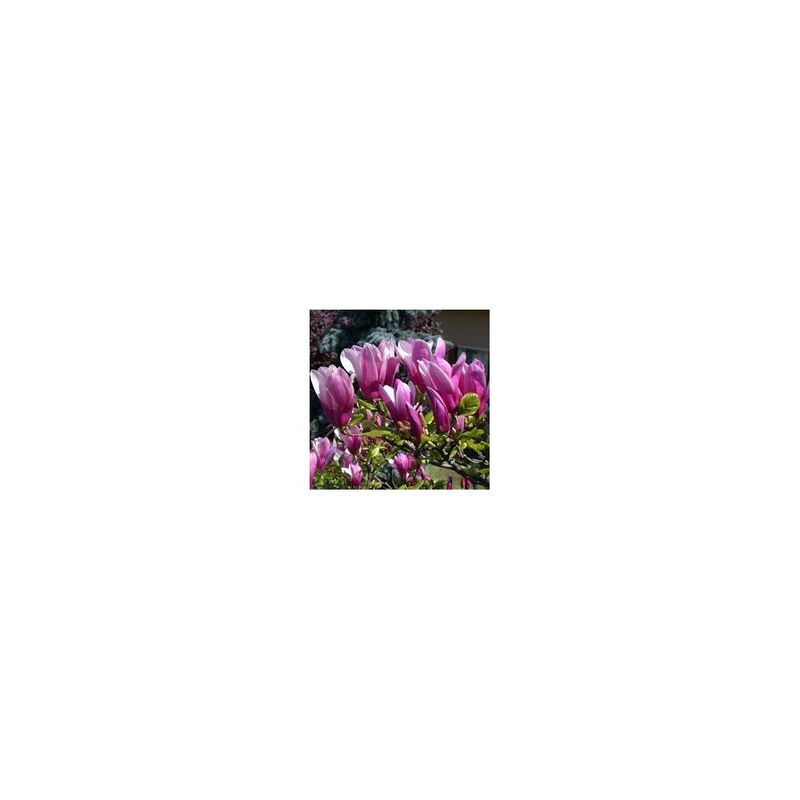 Casa si Gradina - Gradinarit si plante - Plante si ghivece - Pomi,arbusti si butasi - Magnolie decorativa Susan, ghiveci C3/P19, inaltime 50-60 cm - Infinity.ro