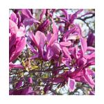 Casa si Gradina - Gradinarit si plante - Plante si ghivece - Pomi,arbusti si butasi - Magnolie decorativa Susan, ghiveci C3/P19, inaltime 50-60 cm - Infinity.ro