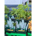 Casa si Gradina - Gradinarit si plante - Plante si ghivece - Plante in ghiveci - Delphinium White, planta perena cu flori, alb, ghiveci P11, 1 buc - Infinity.ro