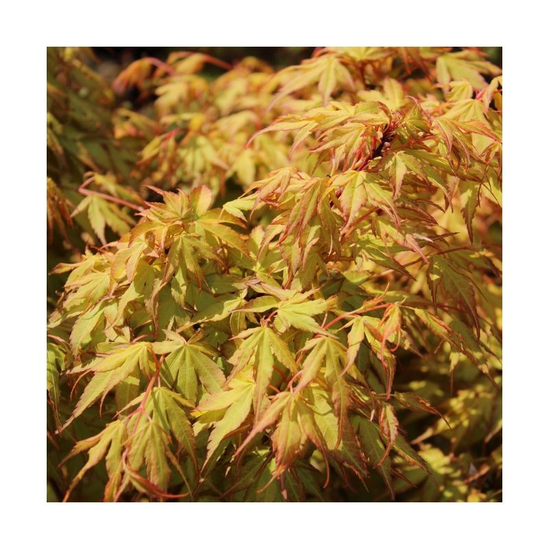Casa si Gradina - Gradinarit si plante - Plante si ghivece - Pomi,arbusti si butasi - Artar japonez decorativ, Katsura, ghiveci C5/P23, 1 buc - Infinity.ro