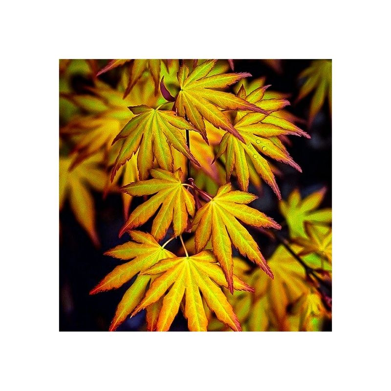 Casa si Gradina - Gradinarit si plante - Plante si ghivece - Pomi,arbusti si butasi - Artar japonez decorativ, Katsura, ghiveci C5/P23, 1 buc - Infinity.ro