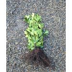 Casa si Gradina - Gradinarit si plante - Plante si ghivece - Pomi,arbusti si butasi - Arbust, Laur Englezesc Novita, 40-60, radacina nuda - Infinity.ro