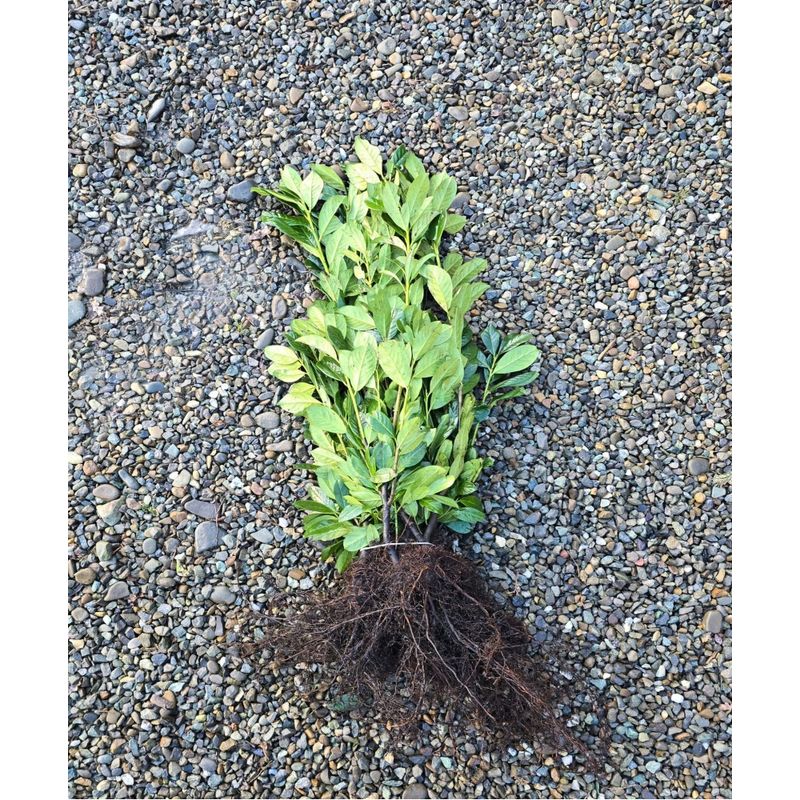 Casa si Gradina - Gradinarit si plante - Plante si ghivece - Pomi,arbusti si butasi - Arbust, Laur Englezesc Novita, 40-60, radacina nuda - Infinity.ro
