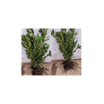 Casa si Gradina - Gradinarit si plante - Plante si ghivece - Pomi,arbusti si butasi - Arbust, Laur Englezesc Novita, 40-60, radacina nuda - Infinity.ro
