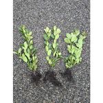 Casa si Gradina - Gradinarit si plante - Plante si ghivece - Pomi,arbusti si butasi - Arbust, Laur Englezesc Novita, 40-60, radacina nuda - Infinity.ro