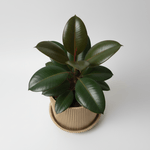 Casa si Gradina - Gradinarit si plante - Plante si ghivece - Ghivece si suporturi - Ghiveci decorativ Vertical Lines, Desert Beige, materiale eco friendly, cu tavita lipita, plastic PLA, diametru 12cm, inaltime 15cm - Infinity.ro