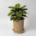 Casa si Gradina - Gradinarit si plante - Plante si ghivece - Ghivece si suporturi - Ghiveci decorativ Vertical Lines, Desert Beige, materiale eco friendly, cu tavita lipita, plastic PLA, diametru 12cm, inaltime 15cm - Infinity.ro