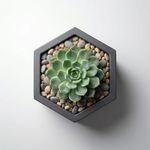 Casa si Gradina - Gradinarit si plante - Plante si ghivece - Ghivece si suporturi - Ghiveci Decorativ Octogonal Minimalist, Negru, 13 cm - Infinity.ro