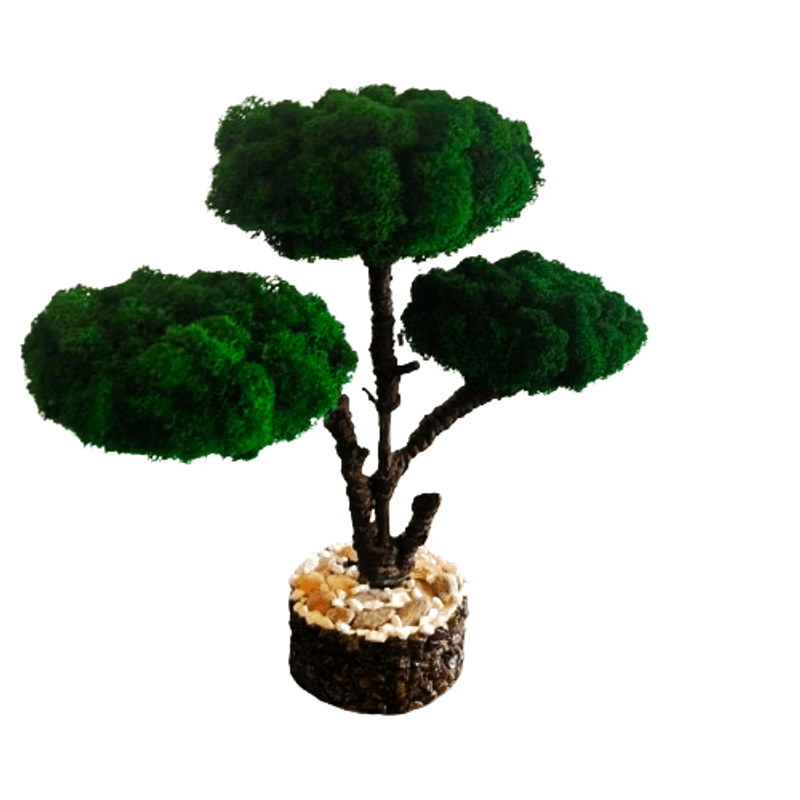 Casa si Gradina - Decoratiuni - Obiecte decorative - Accesorii decorative - Decoratiune interior, bonsai cu licheni stabilizati, 38 cm, verde - Infinity.ro