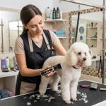 Petshop - Ingrijire si Igiena - Aparate de ingrijire - Aparate tuns animale - Masina de tuns animale ADLER AD2849, 2 viteze, display LED, IPX6, set complet pentru caini si pisici - Infinity.ro